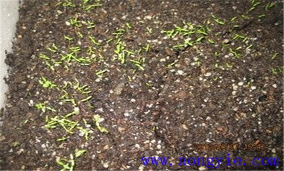 提高西芹發(fā)芽率，不要使用當(dāng)年的種子