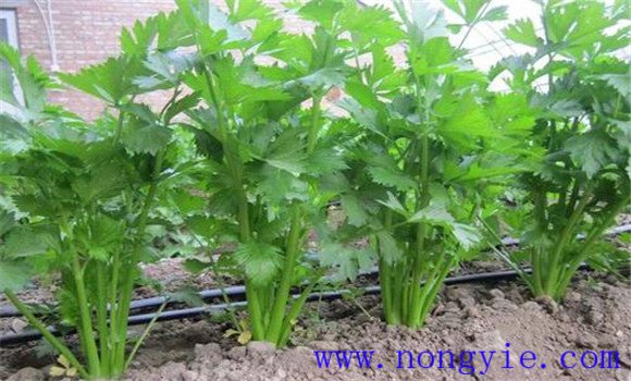 夏季西芹高產(chǎn)栽培技術