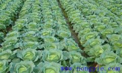 大、中棚春甘藍(lán)早熟高效栽培的關(guān)鍵措施