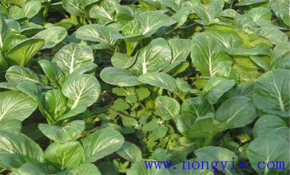 適當(dāng)密植，及時間苗