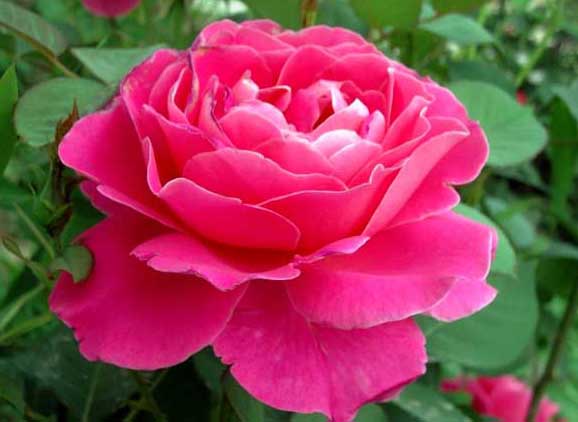 月季的栽培技術(shù)