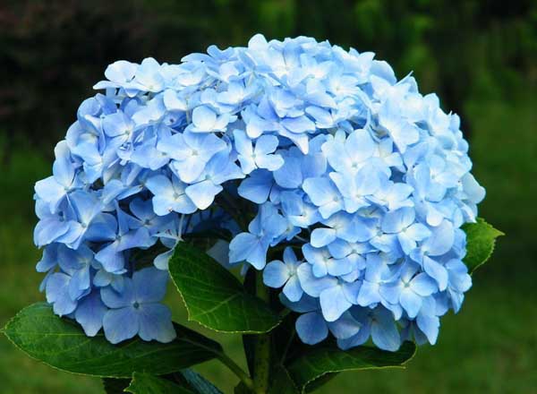 花卉養(yǎng)殖方法