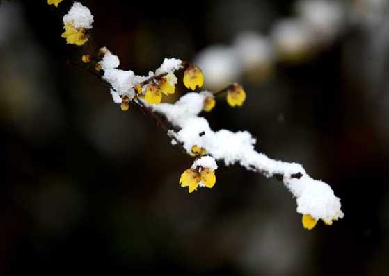 臘梅花怎樣養(yǎng)? 臘梅的養(yǎng)殖方法