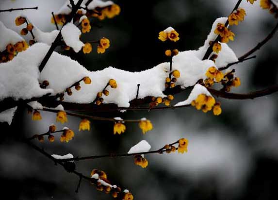 臘梅花的功效與作用 臘梅的功效與作用