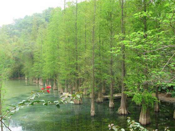 金葉水杉栽培技術(shù) 水杉掉葉子怎么辦