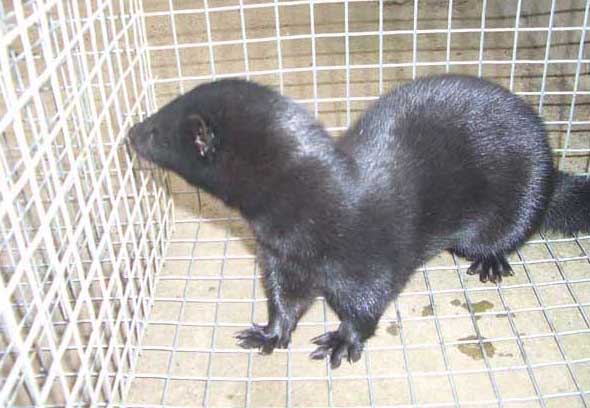 水貂-有關(guān)水貂的知識(shí) 水貂圖片