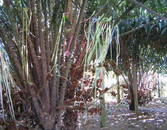 蛇皮果-有關(guān)蛇皮果的資料 蛇皮果圖片