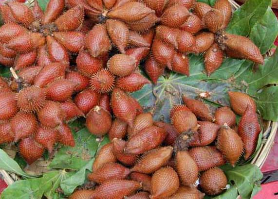 蛇皮果-有關蛇皮果的資料 蛇皮果圖片