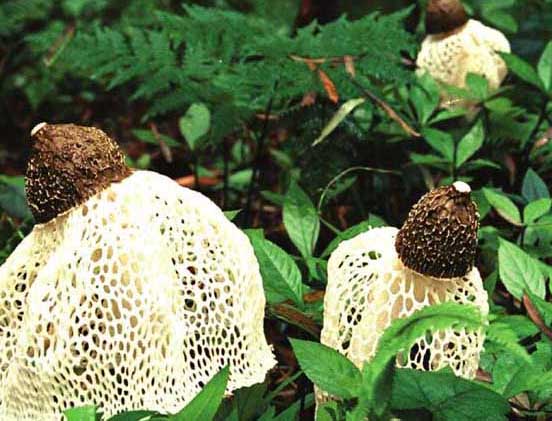 竹蓀-有關(guān)竹蓀的知識(shí) 竹蓀圖片