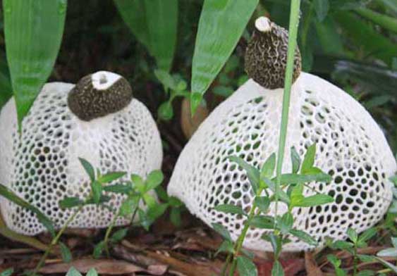 竹蓀-有關(guān)竹蓀的知識(shí) 竹蓀圖片