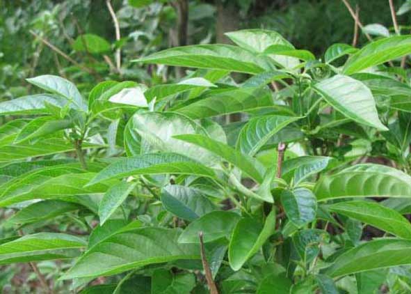 大青根-有關(guān)大青根的資料 大青根圖片