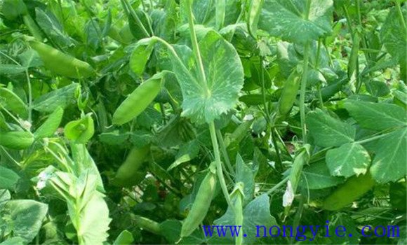 豌豆(荷蘭豆)的生長(zhǎng)習(xí)性