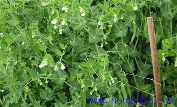 豌豆(荷蘭豆)的栽培要點(diǎn)