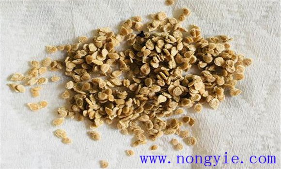 西紅柿播種前如何浸種、消毒