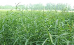 杞柳的生態(tài)習(xí)性有哪些？杞柳的栽培管理方法