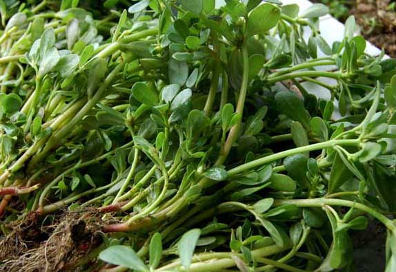 馬齒莧-有關(guān)馬齒莧的資料 馬齒莧圖片