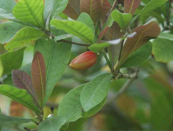 有關(guān)神秘果的資料 神秘果圖片