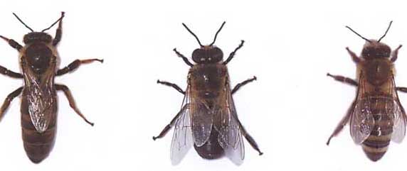 東北黑蜂-有關東北黑蜂的知識 東北黑蜂圖片