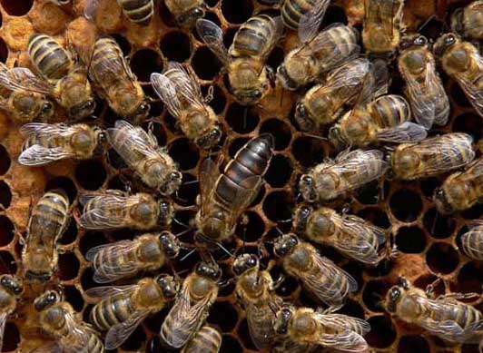 東北黑蜂-有關東北黑蜂的知識 東北黑蜂圖片