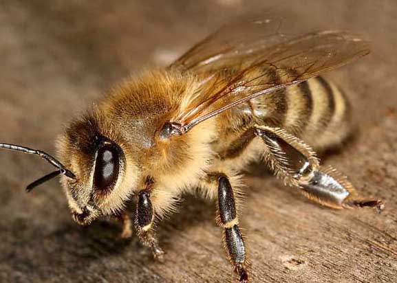 意大利蜂-有關(guān)意大利蜂的資料 意大利蜂圖片