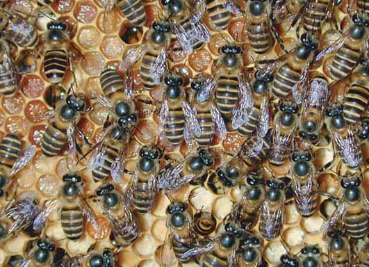 意大利蜂-有關(guān)意大利蜂的資料 意大利蜂圖片