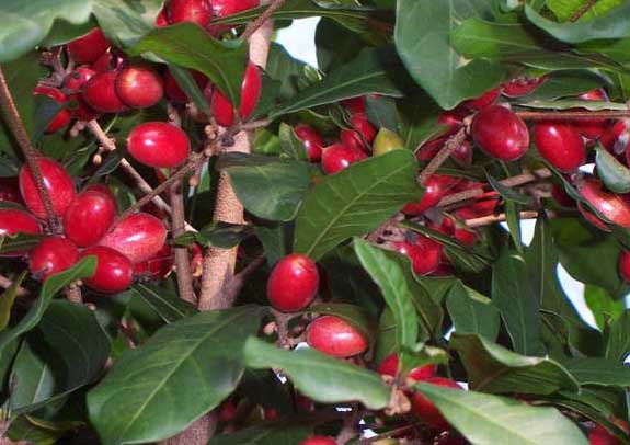 神秘果-有關(guān)神秘果的資料 神秘果