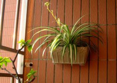 常見的吊蘭的種類有哪些？