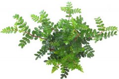 清香木為什么老掉葉？