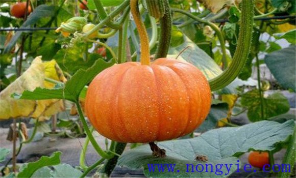 籽用南瓜種植技術(shù)要點