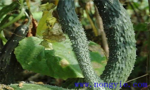 黃瓜畸形瓜的形成原因及預防、防治方法