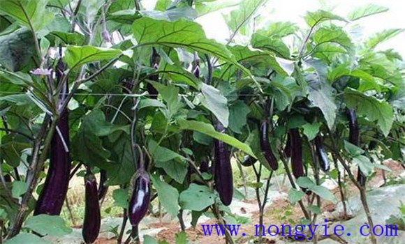 茄子僵果怎么治、如何預(yù)防