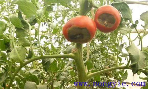 番茄臍腐病的發(fā)病規(guī)律