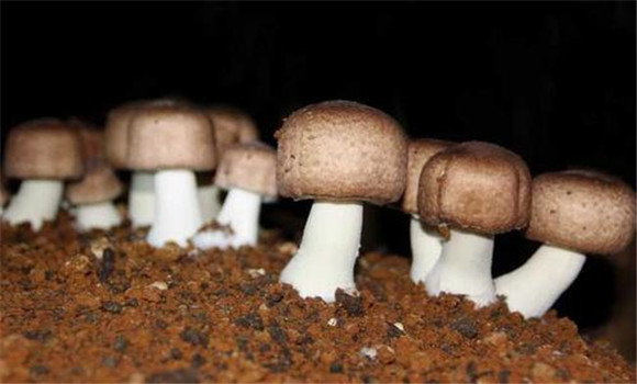 姬松茸栽培技術(shù)要點