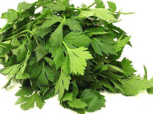 芹菜的功效與作用 芹菜種植管理方法