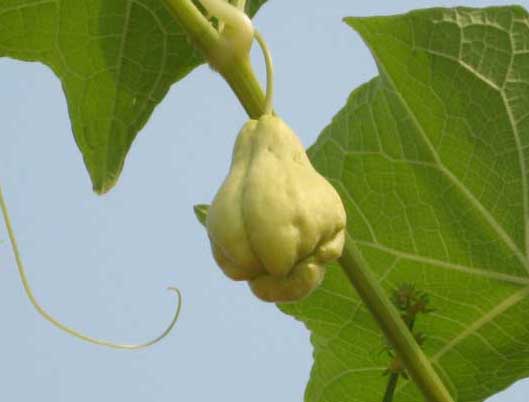 佛手瓜的功效與作用 蔬菜種植方法