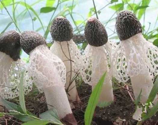 竹蓀的營(yíng)養(yǎng)價(jià)值 竹蓀種植技術(shù)