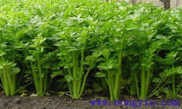 西芹定植一畝地多少棵