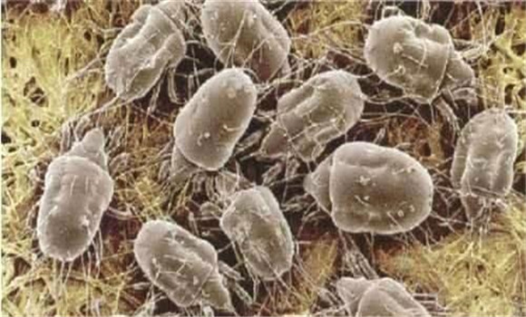 菇螨用什么殺、如何消除