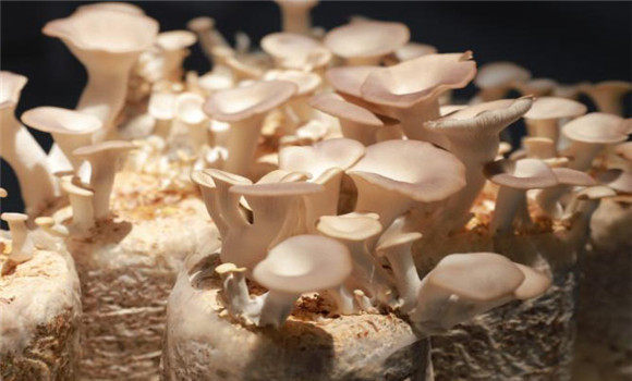 食用菌螨蟲(chóng)的預(yù)防方法