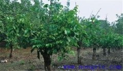 核桃樹(shù)高接換頭幾月份好，應(yīng)注意哪些事項(xiàng)？