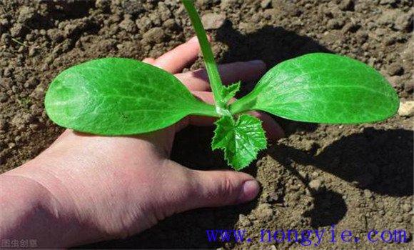 秋延遲西葫蘆定植方法