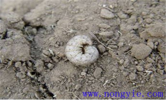 小地老虎是昆蟲嗎