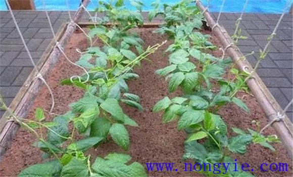 掌握豇豆種植方法實現高產穩(wěn)產