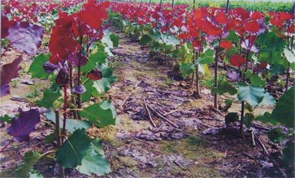 紅葉楊樹(shù)是什么品種