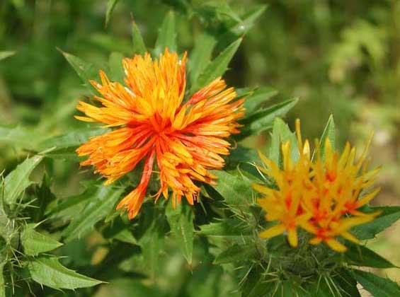 紅花的功效與作用 紅花的功效與作用