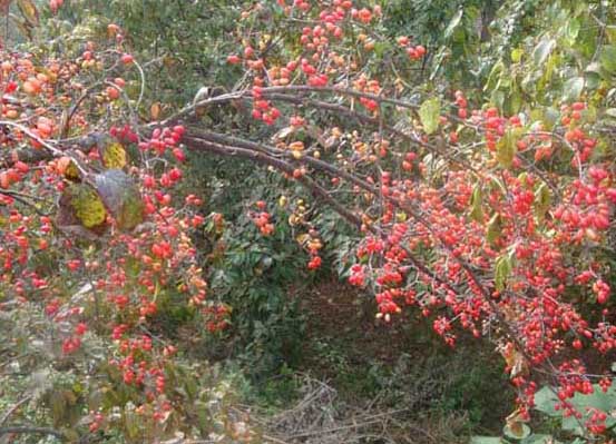 山茱萸的功效與作用 山茱萸的功效與作用