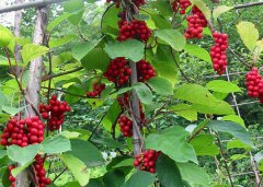 五味子的功效與作用 需哪些注意事項?