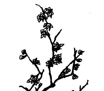 臘梅花的功效與作用 中藥材的功效與作用