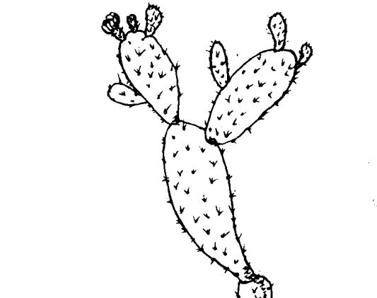 仙人掌的藥用價(jià)值-在關(guān)仙人掌的藥方 中藥材的功效與作用