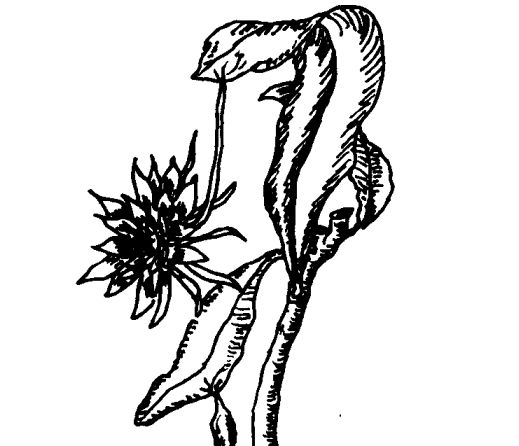 曇花的藥用價(jià)值有哪些? 中藥材的功效與作用